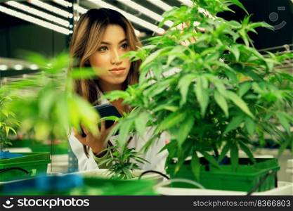 Portrait of gratifying female scientist inspecting of cannabis plants in an curative indoor cannabis farm, greenhouse. Alternative medical medicine from cannabis in grow facility.. Portrait of gratifying female scientist checking of cannabis plant for medical.