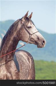 portrait of gray arabian horse