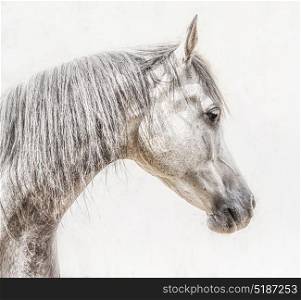 Portrait of gray arabian horse head on light background, Profile Pictures