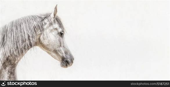 Portrait of gray arabian horse head on light background, Profile Pictures, banner