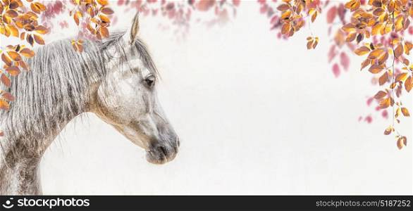 Portrait of gray arabian horse head on light background with autumn leaves and foliage, Profile Pictures, banner