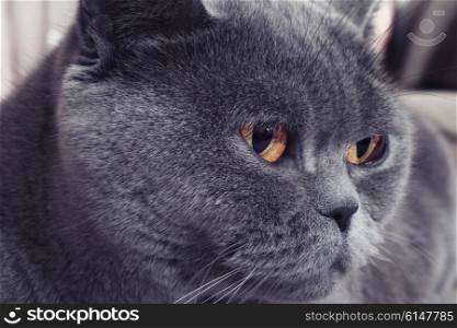 Portrait of gray british cat closeup