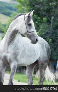 portrait of gray racing arabian horse