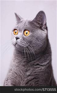 Portrait of gray shorthair British cat with bright yellow eyes on a white background