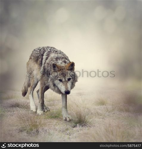 Portrait of Gray Wolf Walking