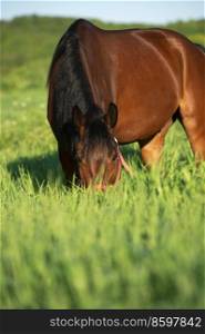  portrait of grazing bay horse on green juicy grass field. close up