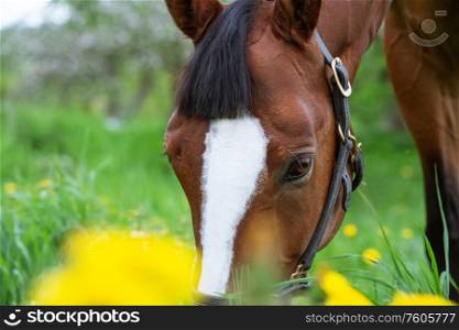 portrait of grazing bay sportive horse at blossom field