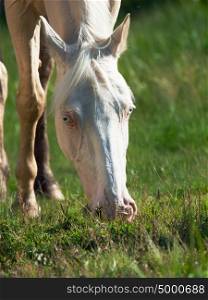 portrait of grazing cremello ride pony