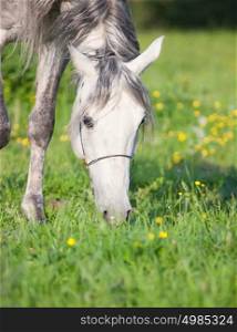 portrait of grazing grey arabian horse
