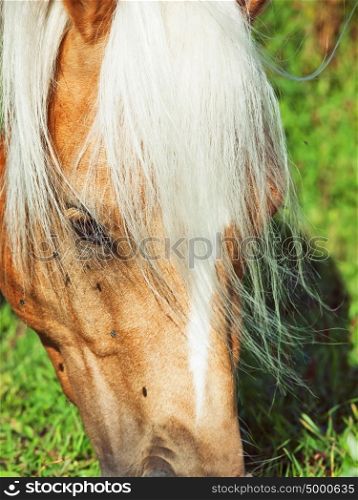 portrait of grazing palomino welsh pony