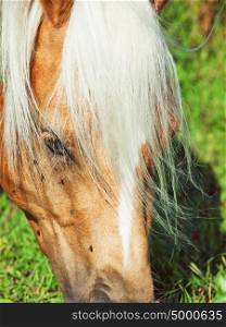 portrait of grazing palomino welsh pony