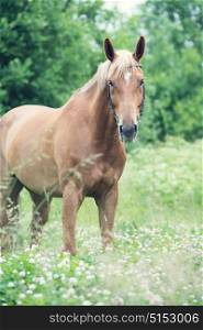 portrait of grazing sportive chestnut mare. summer