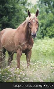 portrait of grazing sportive chestnut mare. summer