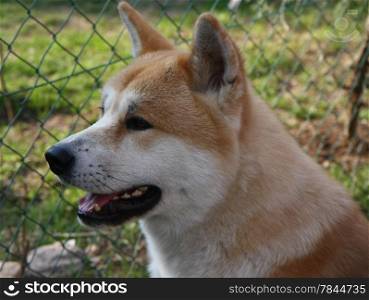Portrait of great Japanese dog akita Inu
