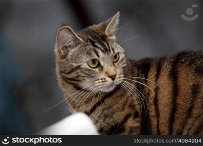 Portrait of green eyed beautiful home tabby cat