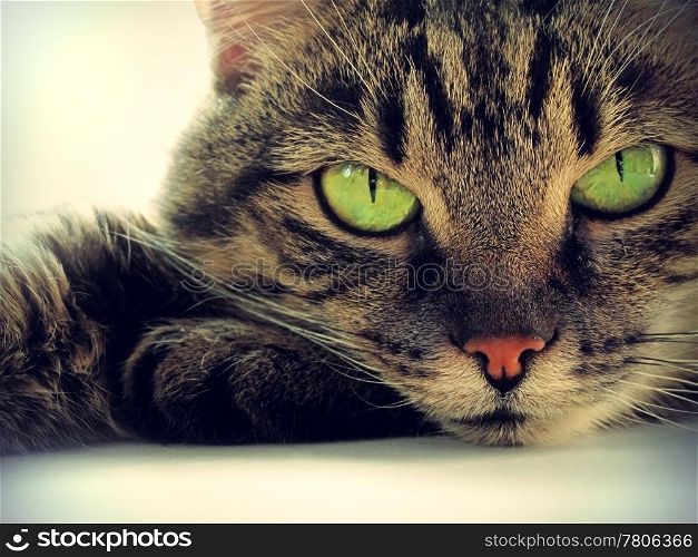 portrait of green-eyed cat
