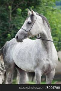 portrait of grey arabian stallion