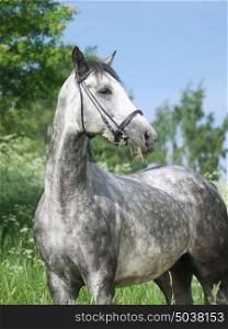 portrait of grey horse in summer meadow