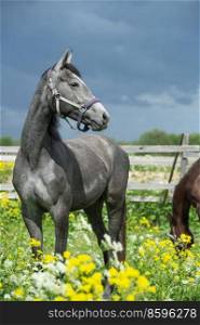 portrait of grey horse posing in yellow blossom pasture against dramatic sky