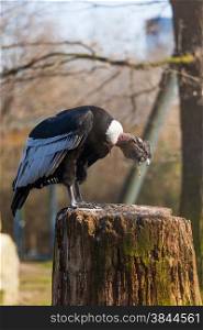 Portrait of Griffon vulture