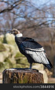 Portrait of Griffon vulture