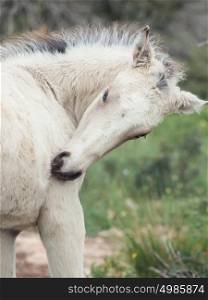 portrait of grooming cream foal. Israel