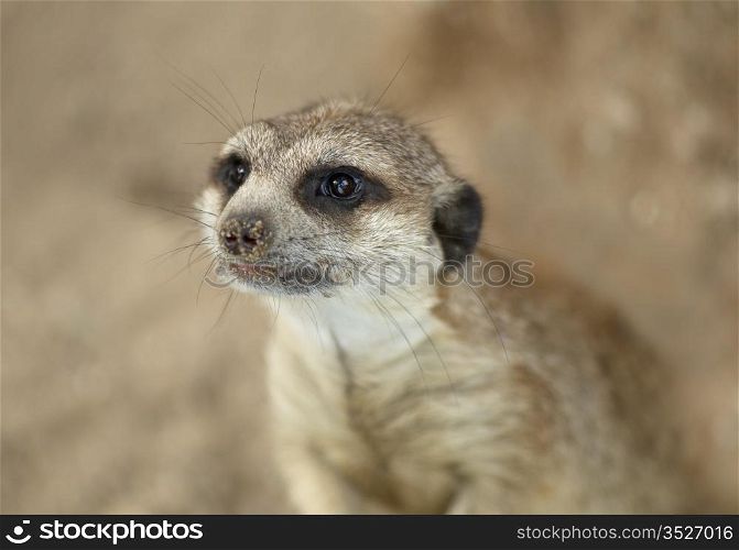 Portrait of ground squirrels. Close-up, sharpness on the eyes.