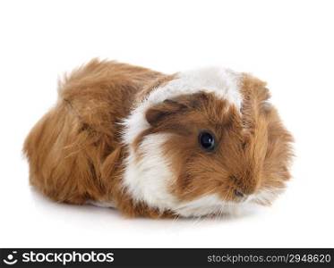 portrait of guinea pig in front of white background