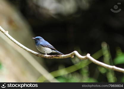 Portrait of Hainan blue flycatcher (Cyornis hainanus) in nature