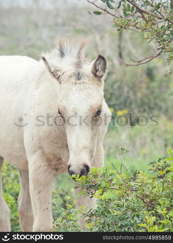 portrait of half-wild cream foal. Israel