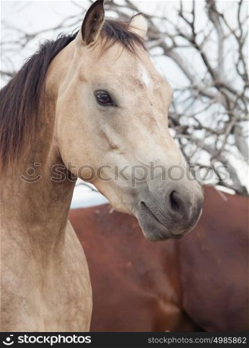 Portrait of half-wild mare. liberty, Israel