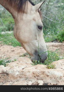 Portrait of half-wild mare. liberty, Israel