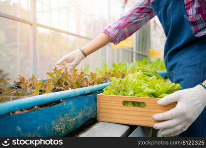 Portrait of happy Asian woman farmer holding basket of fresh vegetable salad in an organic farm in a greenhouse garden, Concept of agriculture organic for health, Vegan food and Small business.