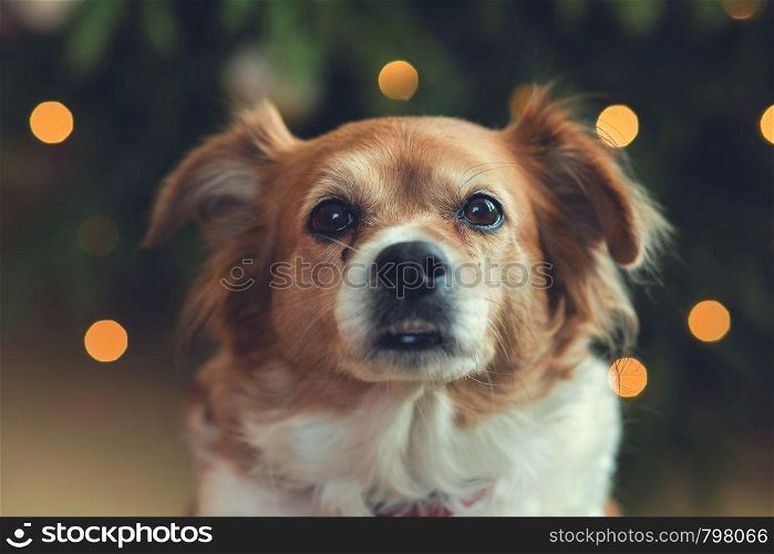 Portrait of Happy brown cute dog, Head shot of smile dog with bokeh background colorful close-up. Portrait of Happy brown cute dog, Head shot of smile dog with bokeh background