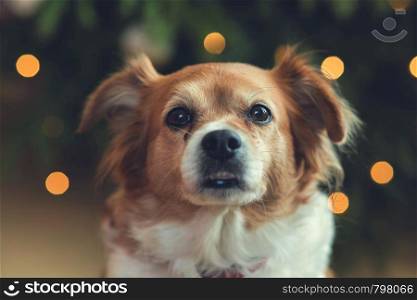 Portrait of Happy brown cute dog, Head shot of smile dog with bokeh background colorful close-up. Portrait of Happy brown cute dog, Head shot of smile dog with bokeh background