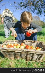 Portrait of happy cute kid putting fresh organic apples in wicker basket with fruit harvest. Nature and childhood concept. . Happy kid putting apples in wicker basket with harvest