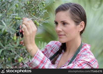 portrait of happy woman pruning olive tree in farm