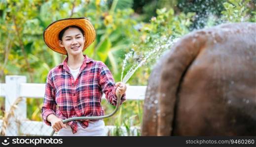 Portrait of Happy young Asian farmer woman wearing hat working to clean cow in farm. Agriculture industry, farming, people, technology and animal husbandry concept.