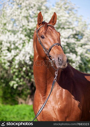 portrait of ?hestnut Holstein sportive stallion posing against blossom apple tree. spring time