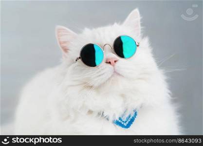 Portrait of highland straight fluffy cat with long hair and round sunglasses. Fashion, style, cool animal concept. Studio photo. White pussycat on gray background.. Portrait of highland straight fluffy cat with long hair and round sunglasses. Fashion, style, cool animal concept. Studio photo. White pussycat on gray background