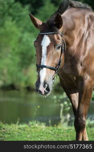 portrait of hobbyhorse . summer