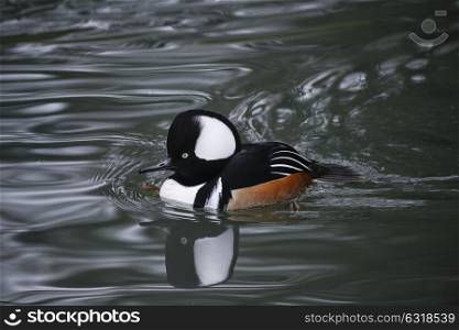 Portrait of Hooded Meganser duck bird on water in Spring