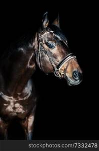 portrait of horse in low key at black background