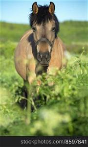 portrait of horse local breed posing on pasture. Vytskay breed. summer time