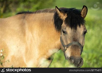 portrait of horse local breed posing on pasture. Vytskay breed. summer time