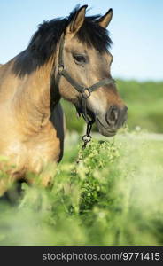  portrait of horse local breed posing   on pasture. Vytskay breed. summer time