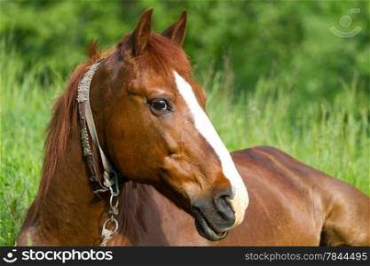 Portrait of horse on the green grass