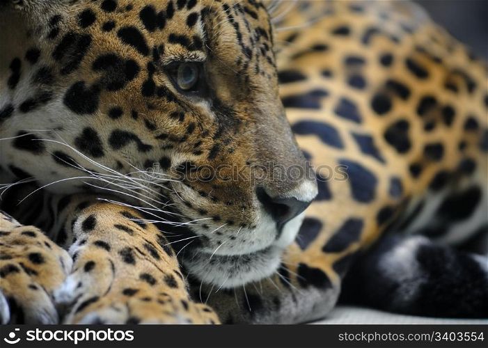 Portrait of jaguar, panthera onca