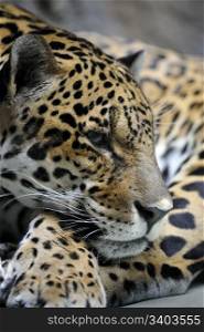 Portrait of jaguar, panthera onca