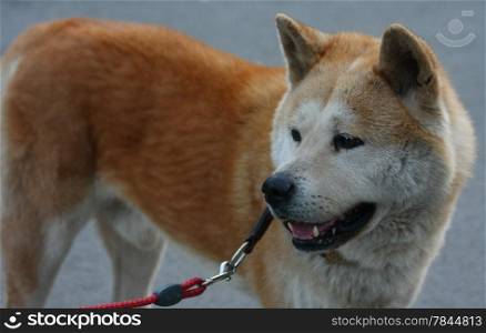 Portrait of Japanese male dog Akita Inu